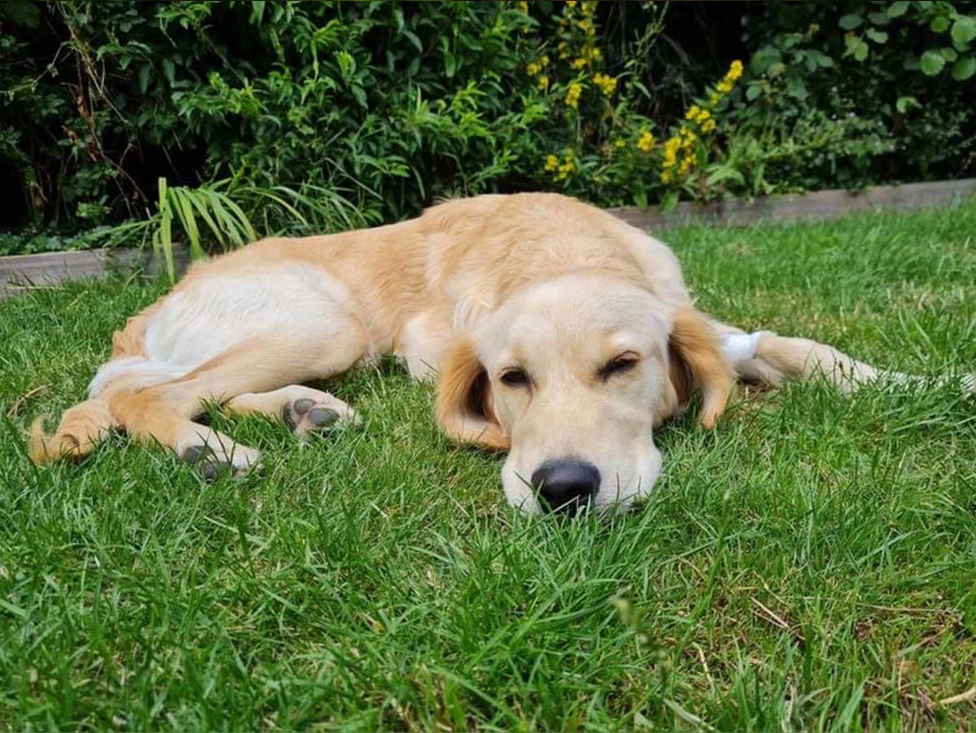 Vetco Puppy Package - aeua5n9